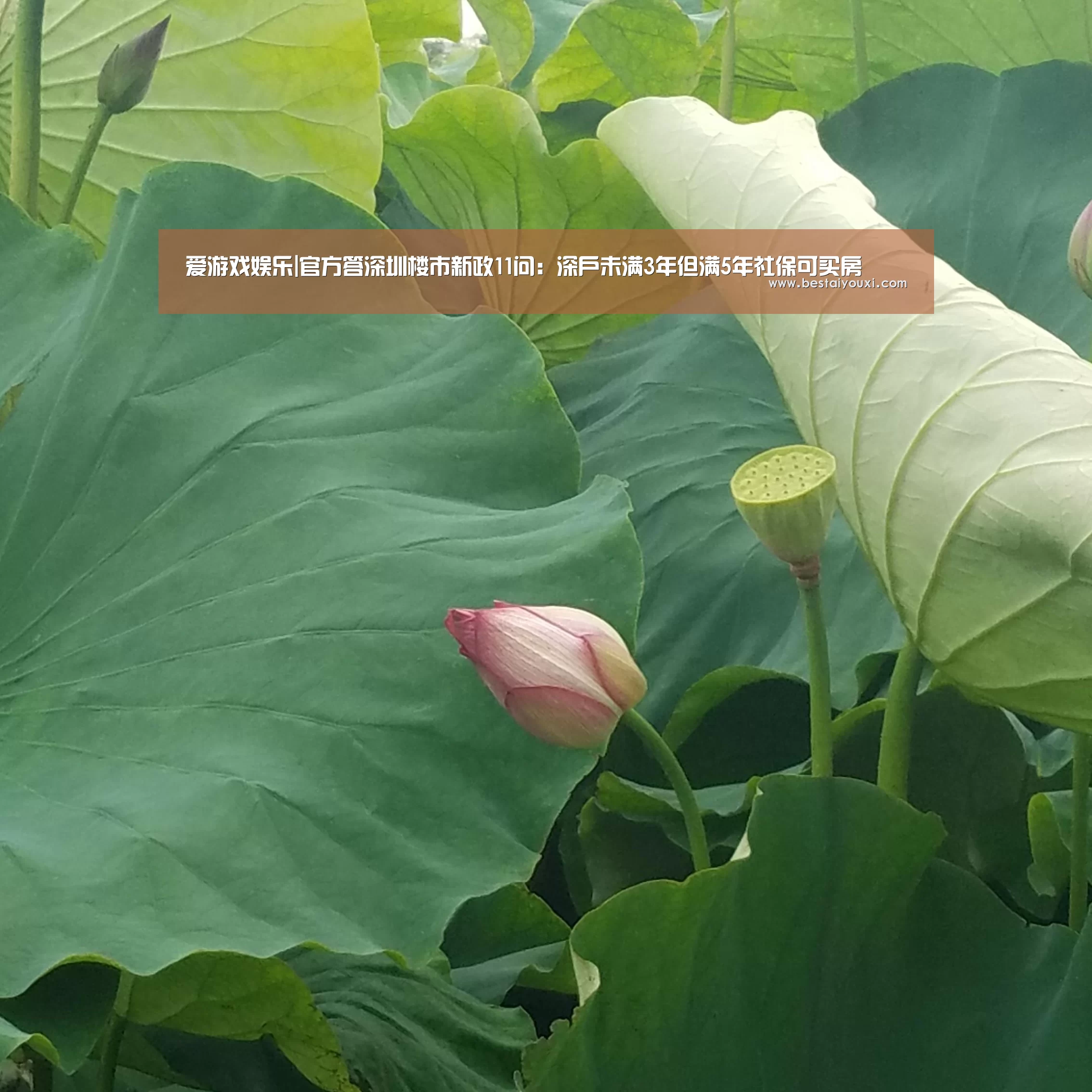 爱游戏娱乐